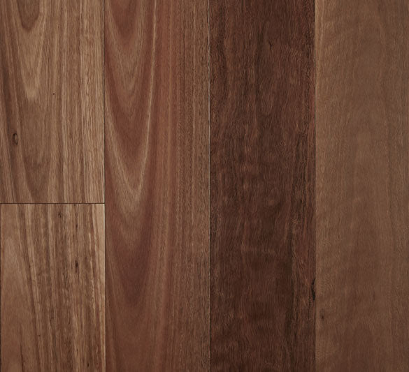 Fiddleback Spotted Gum - Smooth Semi-Gloss